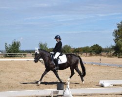 dressage horse Mavasco (Rhinelander, 2009, from Mariano)