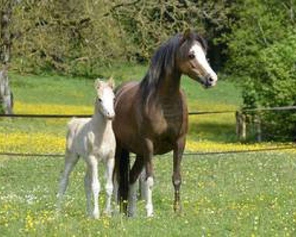Zuchtstute Giglbergs Jellydrop (Welsh Pony (Sek.B), 2009, von Thornberry Royal Diplomat)