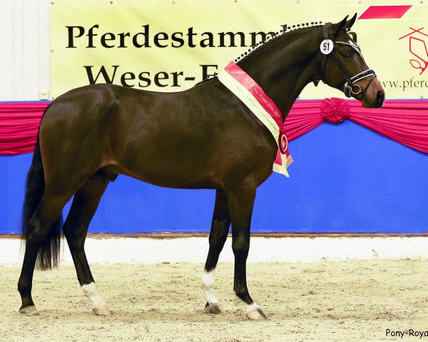 dressage horse Neverland WE (German Riding Pony, 2016, from FS Numero Uno)