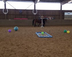 broodmare Dancing Queen 209 (KWPN (Royal Dutch Sporthorse), 2008, from Ultimo)