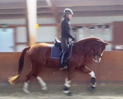 dressage horse Die Rota Zora (Hannoveraner, 2015, from Don Schufro)