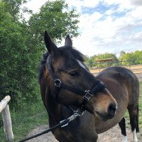 dressage horse Bünteeichen Nando (German Riding Pony, 2009, from New Classico)