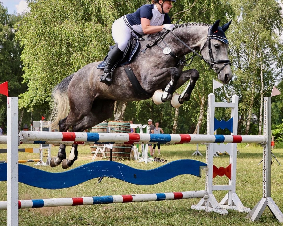 jumper It's Me Finesse (Holsteiner, 2013, from Ivento)