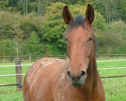 dressage horse Vivian (Westfale, 2011, from Vitalis)