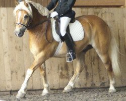 horse Howard (Haflinger, 1998, from Humbold (1,57% ox))