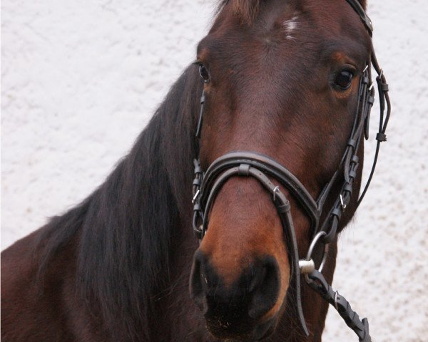 dressage horse Santano 131 (German Warmblood, 2008, from Simonetti)