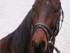 dressage horse Santano 131 (German Warmblood, 2008, from Simonetti)