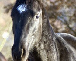 dressage horse For Highlight (German Sport Horse, 2006, from For Highlife)