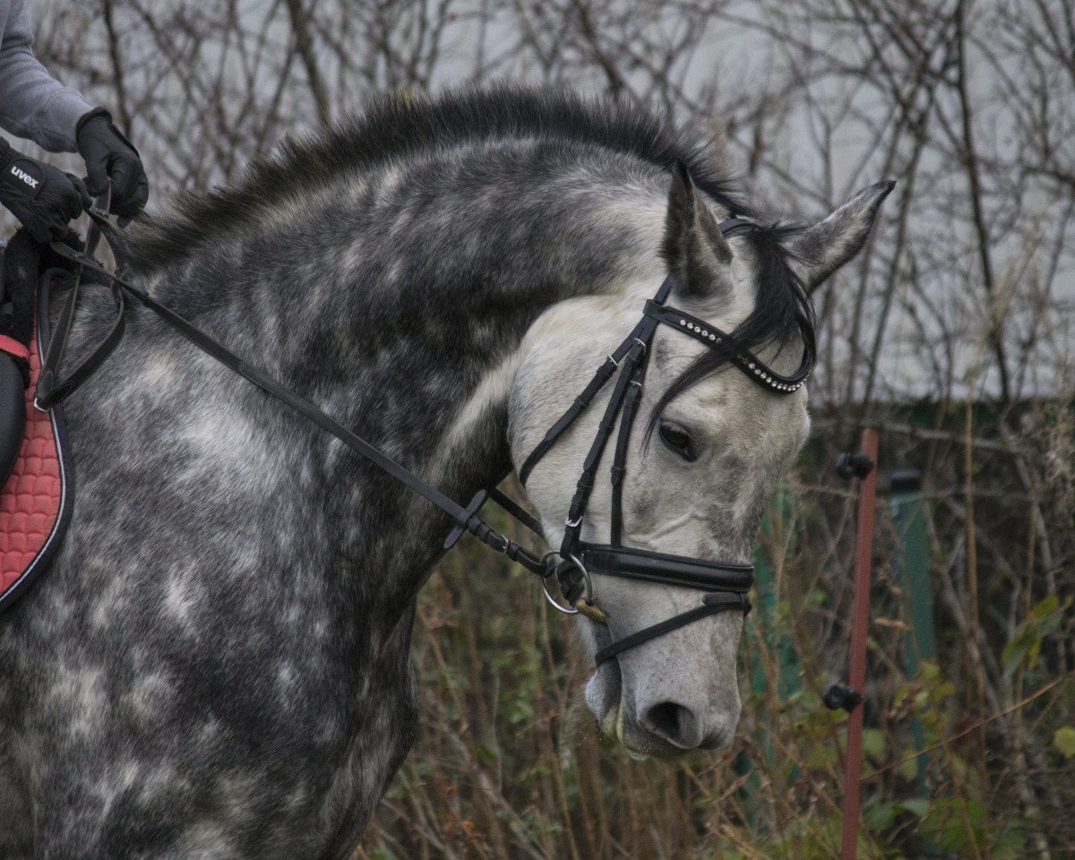 Zuchtstute Lancara Croft (Deutsches Sportpferd, 2012, von DSP Colfosco)