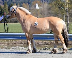 horse Blikra Snes (Fjord Horse, 2018, from Tordo Dorteson)