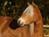 dressage horse Luna 2060 (Haflinger, 2013, from Novill)