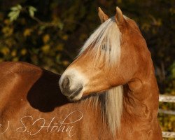 dressage horse Luna 2060 (Haflinger, 2013, from Novill)