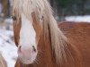 dressage horse Novaro (Haflinger, 2008, from Novum I (3,125% ox))