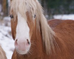 dressage horse Novaro (Haflinger, 2008, from Novum I (3,125% ox))