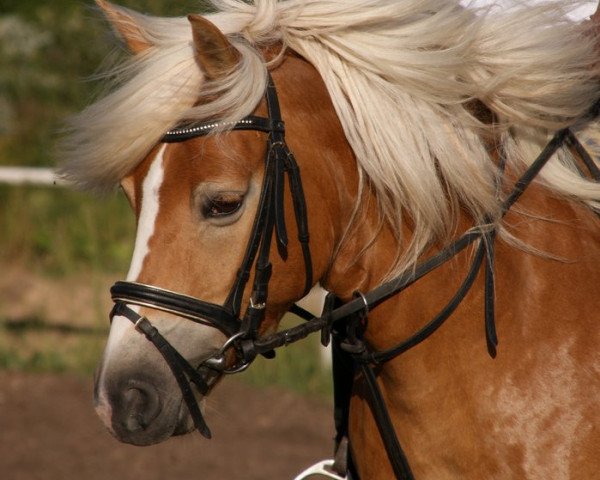 Zuchtstute Dajana (Haflinger,  )