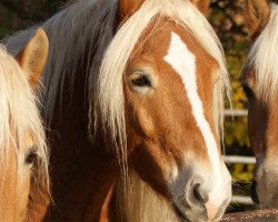 Springpferd Noah (Haflinger, 2012, von Novill)