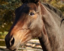 dressage horse Edina 49 (Sachs-door. Heavy Warmbl., 2013, from Celsius)