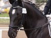 broodmare Enya 48 (Sachs-door. Heavy Warmbl., 2007, from Elbling)