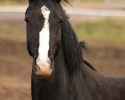 dressage horse Escada 281 (Sachs-door. Heavy Warmbl., 2012, from Elbling)