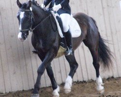 Dressurpferd Garant 263 (Schweizer Warmblut, 2008, von Gero)