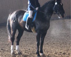 dressage horse Granit 307 (Sachs-door. Heavy Warmbl., 2003, from Gero)