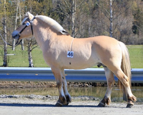 horse Feedts Søljo (Fjord Horse, 2018, from Sølrei N.2296)