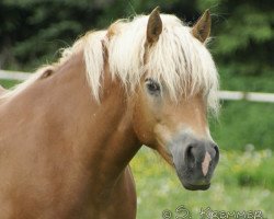 Zuchtstute Lamira (0,78% ox) (Haflinger, 1998, von Humbold (1,57% ox))