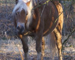 Pferd Heros (Haflinger, 2000, von Humbold (1,57% ox))