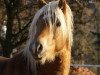 dressage horse Sterntänzer (Haflinger, 2005, from Steffel (3,125% ox))