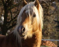 Dressurpferd Sterntänzer (Haflinger, 2005, von Steffel (3,125% ox))