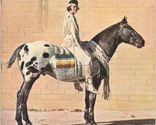 stallion Chief of Fourmile (Appaloosa, 1952, from Piccolo xx)