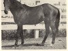 stallion Piccolo xx (Thoroughbred, 1933, from Whichone xx)