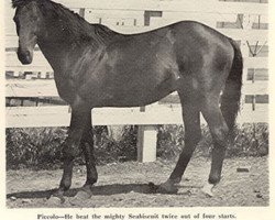 stallion Piccolo xx (Thoroughbred, 1933, from Whichone xx)