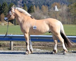 stallion Råtassen (Fjord Horse, 2018, from Søljo)