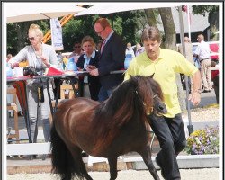 Zuchtstute Roelinka v. Stal Aruba (KWPN (Niederländisches Warmblut), 2001, von Friso van de Heuvelshof)