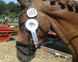 dressage horse Ruby Star W (German Riding Pony, 2012, from Rohjuwel OLD)