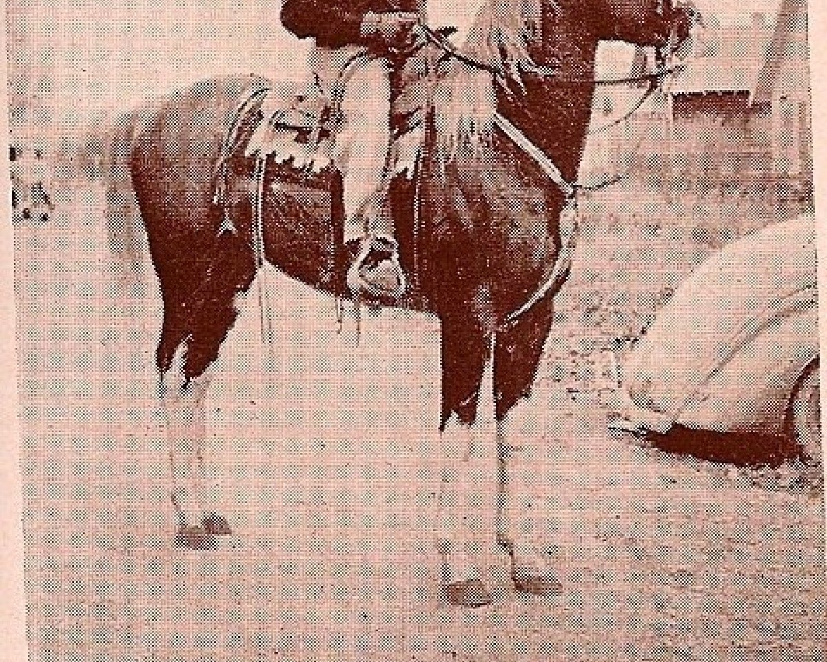 stallion Borkaan ox (Arabian purebred, 1937, from Ribal 1920 ox)