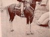 stallion Borkaan ox (Arabian thoroughbred, 1937, from Ribal 1920 ox)