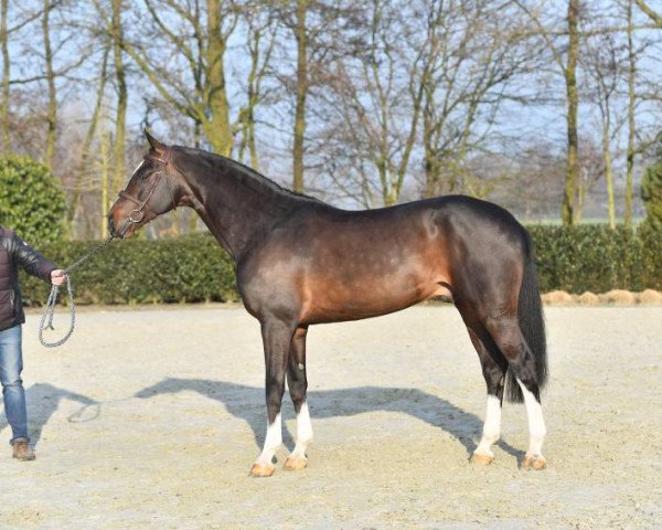 stallion El Salvador (Dutch Warmblood, 2009, from Vigaro)