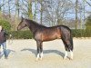 stallion El Salvador (KWPN (Royal Dutch Sporthorse), 2009, from Vigaro)