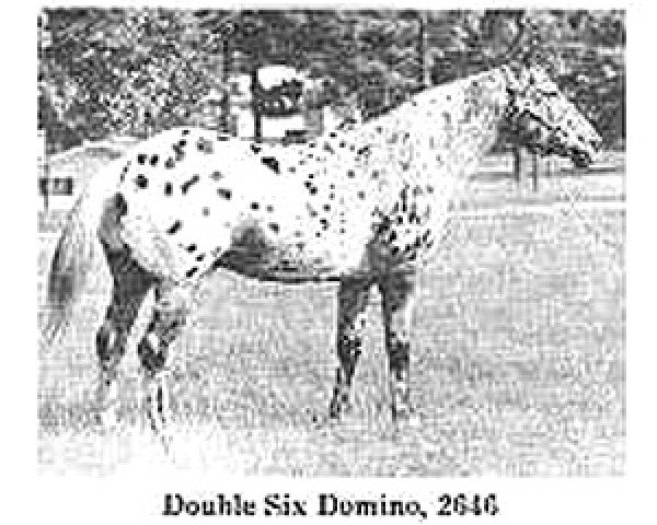 Deckhengst Double Six Domino (Appaloosa, 1943, von Mansfield's Comanche)