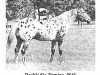 stallion Double Six Domino (Appaloosa, 1943, from Mansfield's Comanche)