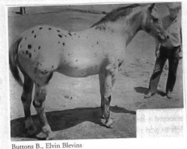 stallion Buttons B (Appaloosa, 1950, from Double Six Domino)