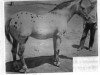 stallion Buttons B (Appaloosa, 1950, from Double Six Domino)