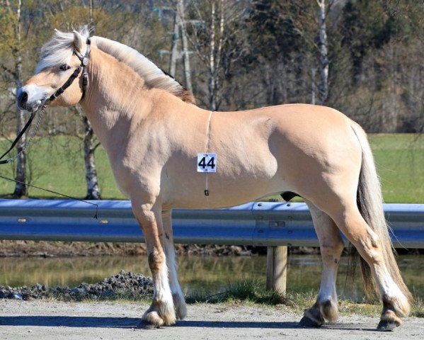 horse Myklemo Odin (Fjord Horse, 2018, from Severin N.2284)