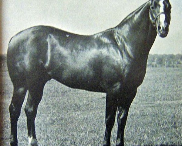 Deckhengst Isis Rock (Quarter Horse, 1958, von Rocksprings)