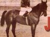 stallion John Red (Quarter Horse, 1946, from Red Man)