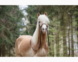 Pferd Neuzeit (Haflinger, 2009, von Nachtstern)