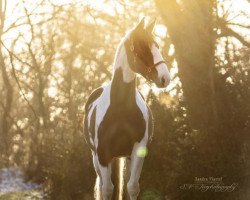 broodmare Colimar (Oldenburg, 2010, from Shadow Jumper)