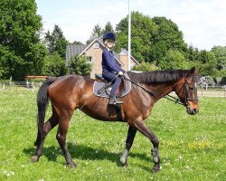 broodmare Lorena (Hanoverian, 1997, from Lauries Crusador xx)